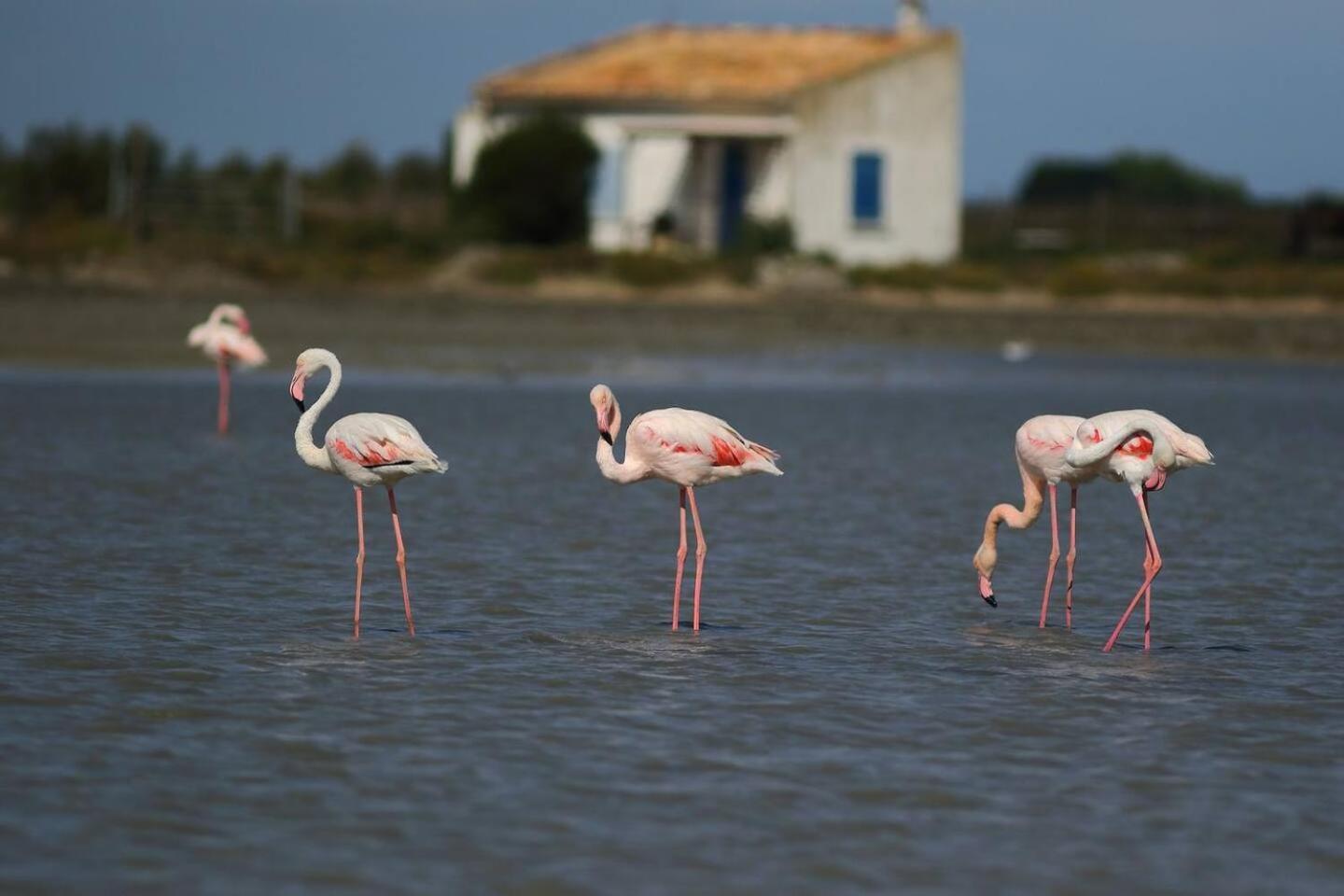 Mas Provencal De 120M2 En Camargue, Avec Piscine Et Parking Inclus, Ideal Pour Des Vacances 阿爾勒 外观 照片