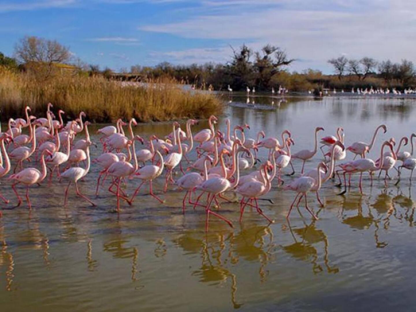 Mas Provencal De 120M2 En Camargue, Avec Piscine Et Parking Inclus, Ideal Pour Des Vacances 阿爾勒 外观 照片